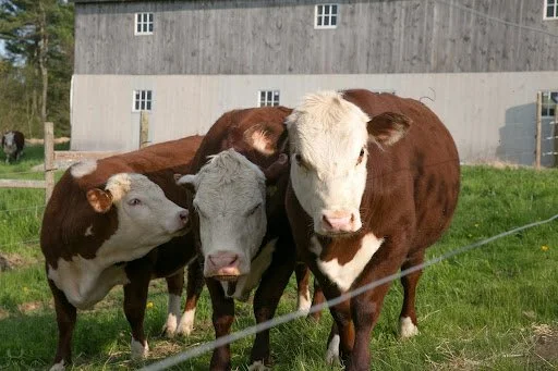 FIVE CORNERS MEAT COMPANY LTD