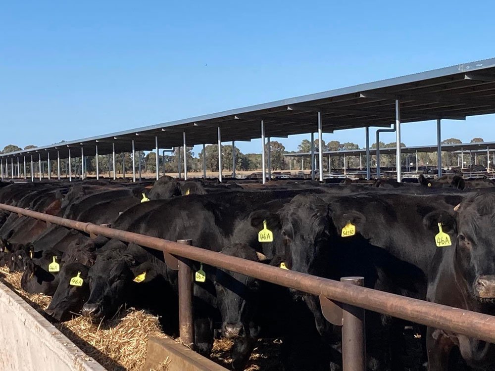 FIVE CORNERS MEAT COMPANY LTD